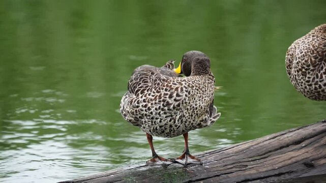 A serene duck perched on a log in a flowing river, preening its feathers in a peaceful moment. Captured in 4K high resolution, ideal for wildlife and nature storytelling.