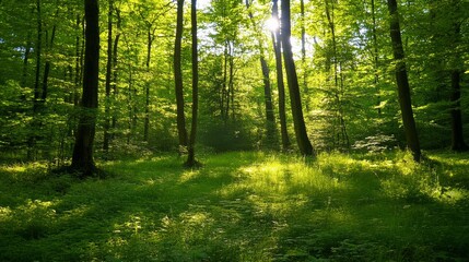 Obraz premium A tranquil forest glade with sunlight filtering through the trees, Forest scene, Serene style
