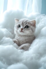 Obraz premium Adorable Scottish Fold Kitten Resting on Fluffy Cloud Pillow in Dreamy Pastel Backdrop