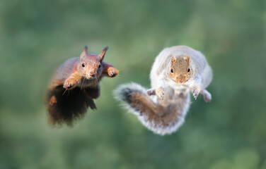 Close-up of red and grey squirrels jumping