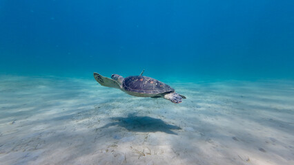 Obraz premium Turtle swims underwater. A sea turtle swims above the sandy bottom of the sea in clear transparent water.