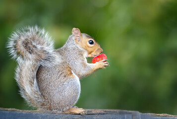 Grey squirrel holding strawberry on a garden fence