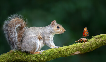Portrait of a grey squirrel sitting on a mossy tree branch and watching a butterfly resting on tiny mushrooms