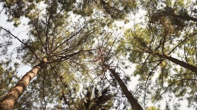 Low angle view of the tops of pine trees branches swaying in the wind