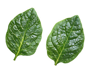 Obraz premium Leaf Of Plant