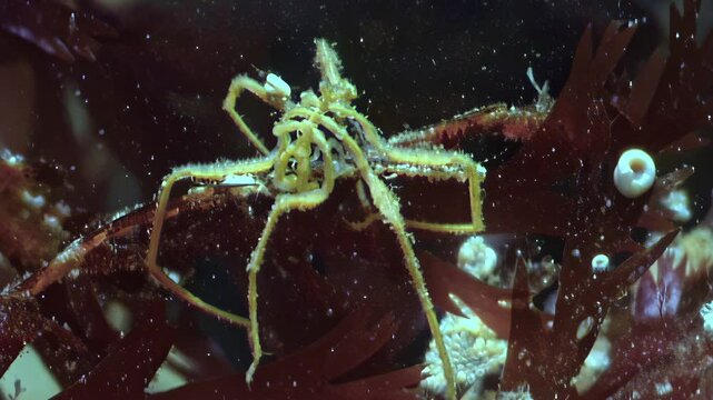 Embark on mesmerizing journey into depths of underwater world through video showcasing fascinating marine spider amidst seaweed, illustrating intricate interconnectedness of marine ecosystems and life