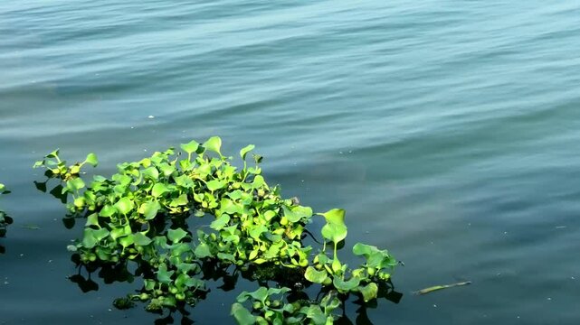 Moss plants floating in the lake of Vembanad at Thanneermukkam, Kuttanad, Alappuzha, Kerala, India