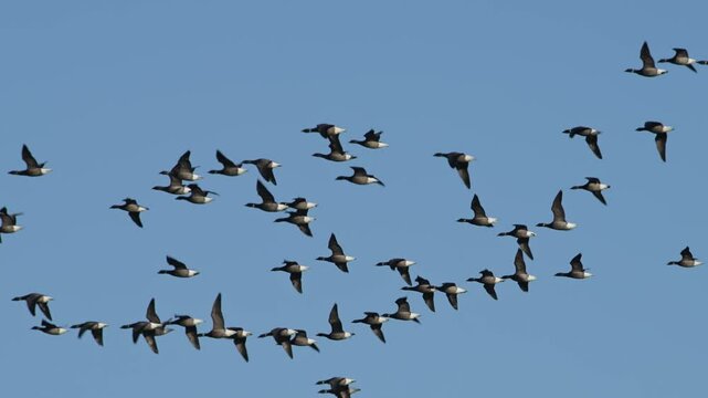 Brent Goose, Branta bernicla - birds in flight overwinter marshes, Devon, England