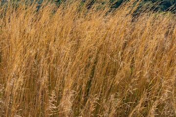 Beautiful landscape with a long dry grass on the sunrise