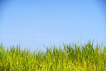 Green Grass Against Clear Blue Sky on a Sunny Day in Nature