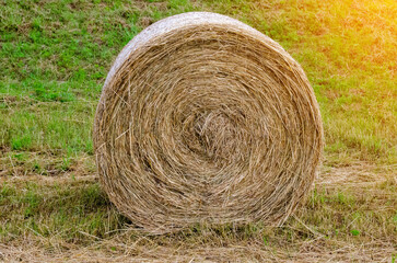 Hay bales. Hay bales are stacked on the field in large stacks. Harvesting in agriculture. High quality photo
