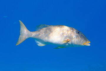 Naklejka premium Yellowlip emperor (Lethrinus xanthochilus) undersea, Red Sea, Egypt, Sharm El Sheikh, Montazah Bay