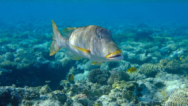 Yellowlip emperor (Lethrinus xanthochilus) undersea, Red Sea, Egypt, Sharm El Sheikh, Montazah Bay