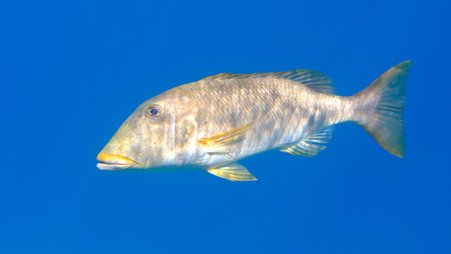 Yellowlip emperor (Lethrinus xanthochilus) undersea, Red Sea, Egypt, Sharm El Sheikh, Montazah Bay