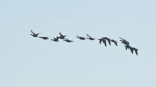 Brent Goose, Branta bernicla - birds in flight overwinter marshes, Devon, England