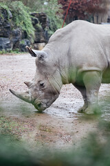 Naklejka premium Rhino in the zoo