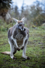 Kangaroo
