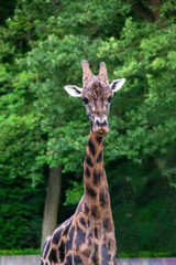 portrait of a giraffe head with big years and a funny look. Close-up portrait of a beautiful giraffe in front of a lush green bokeh background. High quality photo