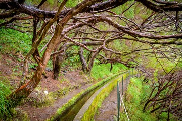 Dry trees above Levada das 25 Fontes walking trail