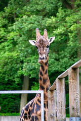 portrait of a giraffe head with big years and a funny look. Close-up portrait of a beautiful giraffe in front of a lush green bokeh background. High quality photo