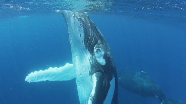 Witness majesty of humpback whale and her young calf as they gracefully glide through vibrant blue ocean. This tender moment captures rare bond between mother and offspring in their natural habitat.