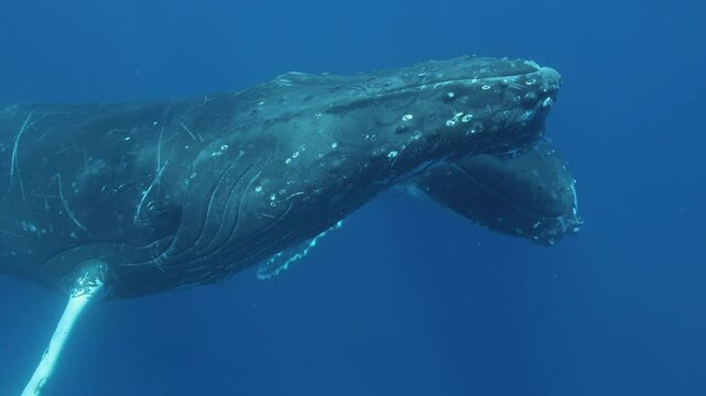 In the crystal-clear depths of the blue ocean, a stunning humpback whale swims alongside its playful calf. The duo showcases a serene moment of connection and beauty in their underwater world.
