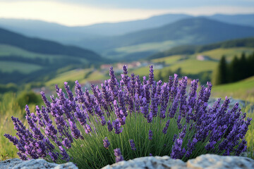 Obraz premium Lavender Blooms Against Mountainous Landscape