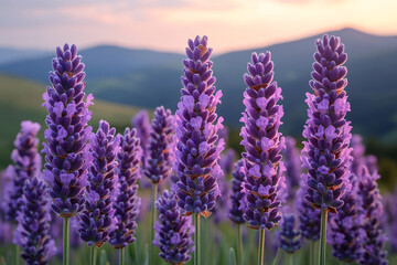 Obraz premium Lavender Flowers Blooming at Sunset in Mountains