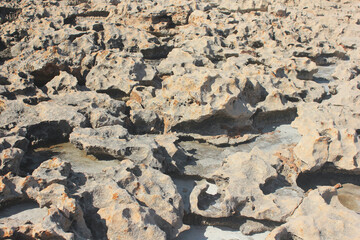 Dry coral surface. Natural geological formation.
