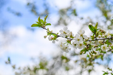 spring background. an apple tree branch blooming with white flowers