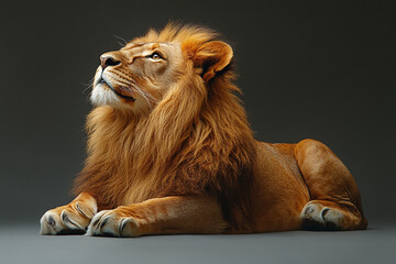 Obraz premium Majestic Male Lion Gazing Upwards In Peaceful Repose