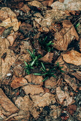 
Green sprouts emerging through dry brown orange leaves on the forest floor, symbolizing early spring and new life. Cool weather growth outdoors.  
