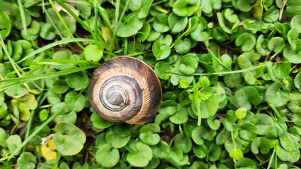 A large, edible, air-breathing land snail, a terrestrial pulmonate gastropod mollusk (Helix sp.) 