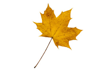 Yellow autumn Canada maple leaf isolated transparent png