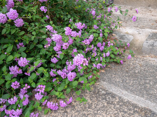 Purple trailing lantana ornamental shrub