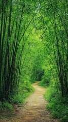 Obraz premium Winding Dirt Path Curves Through Dense Bamboo Forest