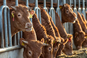 Red angus calves on ranch