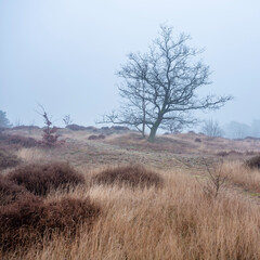 landscape of nature park Den Treek near Amersfoort in the netherlands during mist