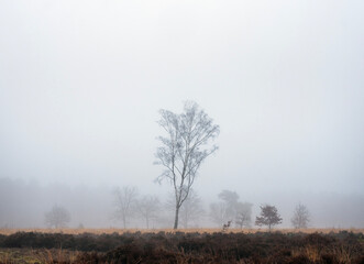 landscape of nature park Den Treek near Amersfoort in the netherlands during mist