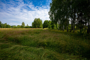 A Serene and Peaceful Field Filled with Beautiful Trees Beneath a Bright, Clear Blue Sky