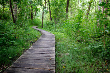 A Serene and Winding Path That Travels Through a Beautiful Lush Green Forest Landscape