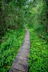 Obraz premium A Serene Wooden Path That Winds Through A Lush Green Forest Filled With Life And Beauty
