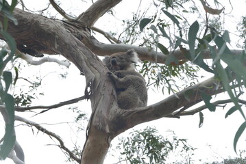 Tower Hill, along the Great Ocean Road, is an extinct volcanic crater with wildlife like koalas, kangaroos, and emus. It offers scenic walks, stunning views, and a unique nature reserve.