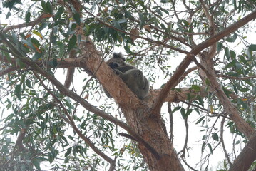 Tower Hill, along the Great Ocean Road, is an extinct volcanic crater with wildlife like koalas, kangaroos, and emus. It offers scenic walks, stunning views, and a unique nature reserve.
