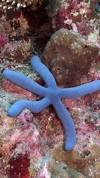 Discover vibrant beauty of Choriaster granulatus and Linckia laevigata as they grace colorful coral reefs. This breathtaking encounter showcases diversity of marine life at play in ocean depths.