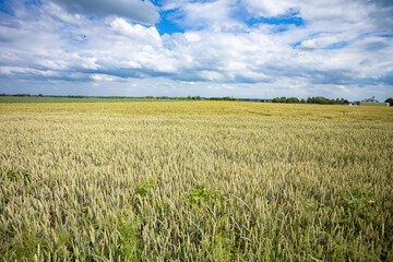 A Vast Wheat Field Stretching Beautifully Under a Blue Sky Filled with Fluffy Clouds