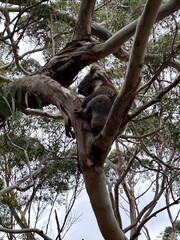 Tower Hill, along the Great Ocean Road, is an extinct volcanic crater with wildlife like koalas, kangaroos, and emus. It offers scenic walks, stunning views, and a unique nature reserve.
