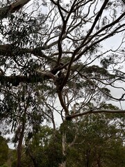 Tower Hill, along the Great Ocean Road, is an extinct volcanic crater with wildlife like koalas, kangaroos, and emus. It offers scenic walks, stunning views, and a unique nature reserve.