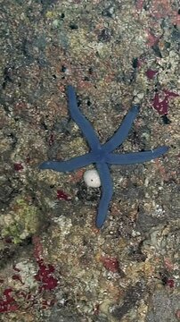 Encounter colorful starfish amidst stunning coral reefs while exploring fascinating underwater habitats.