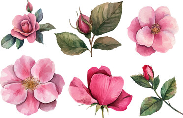 Fototapeta premium set of pink flowers isolated